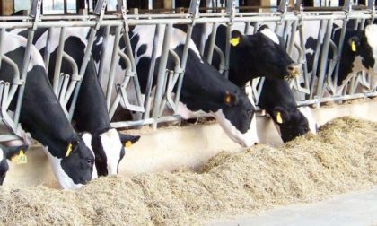 Mucche stressate dall’afa: -15% latte e nascite a rischio