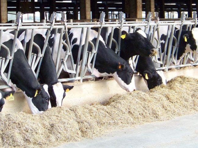 Mucche stressate dall’afa: -15% latte e nascite a rischio