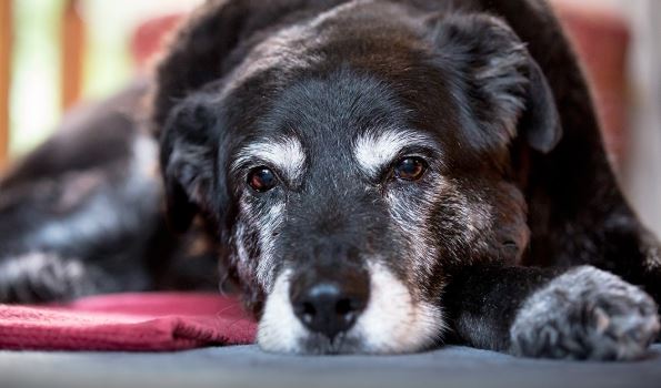 Cane maltrattato salvato da Polizia Locale e volontari Enpa