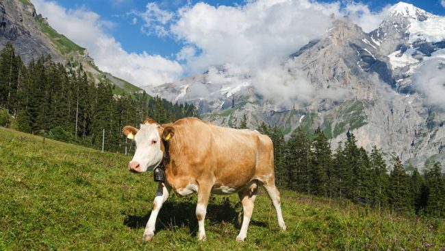 Coldiretti Como Lecco, l’emergenza Covid è già  costata 1,7 miliardi di euro alle stalle italiane