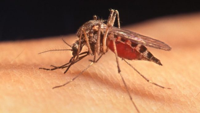 Incubo West Nile nel Comasco: c’è un caso sospetto, ecco dove