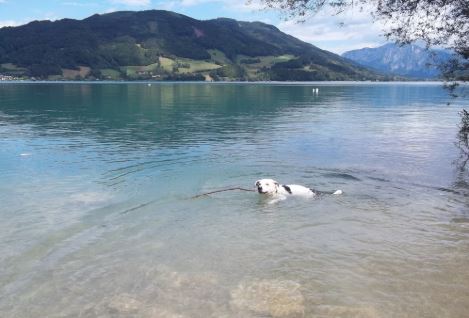 Traversata del lago, 4 zampe per la vita.