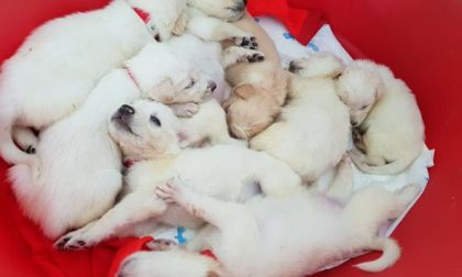 Adottati nel Lecchese 5 cuccioli di Luce, la cagnetta simbolo degli animalisti VIDEO