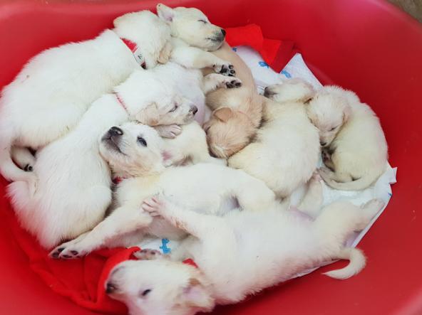 Adottati nel Lecchese 5 cuccioli di Luce, la cagnetta simbolo degli animalisti VIDEO