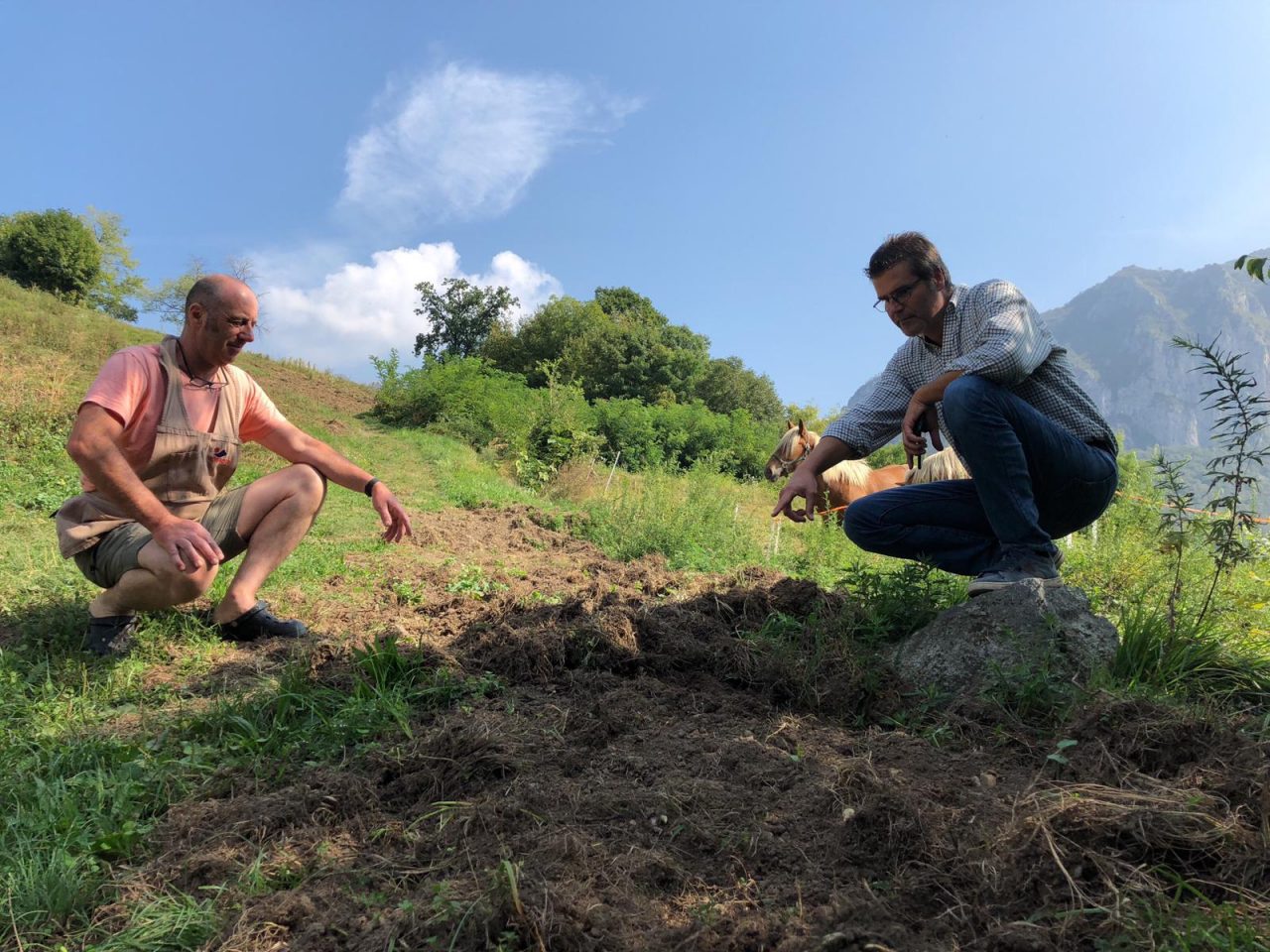 Cinghiali, da Lecco a Como è emergenza. “Le imprese agricole  rischiano il collasso” FOTO
