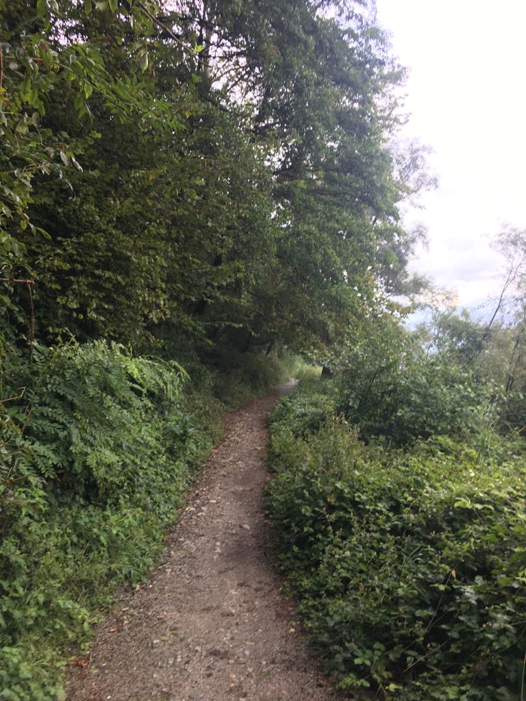 Parco Adda come una giungla FOTO