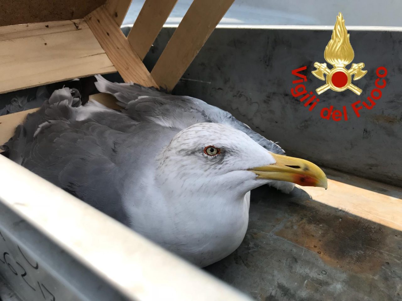 I Vigili del fuoco salvano un gabbiano ferito FOTO
