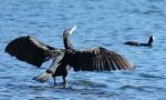 Via libera all'abbattimento dei cormorani nel Lecchese e nel Comasco