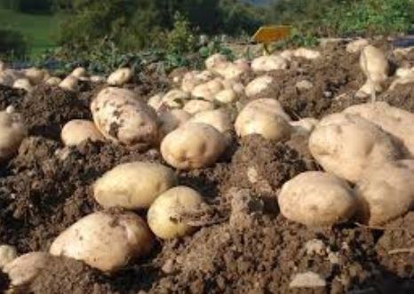 Anche l’assessore Lara Magoni alla festa della…. Patata Bianca