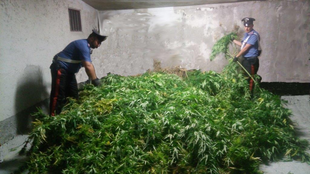 Scoperta una maxi piantagione di marijuana lungo la Statale 36