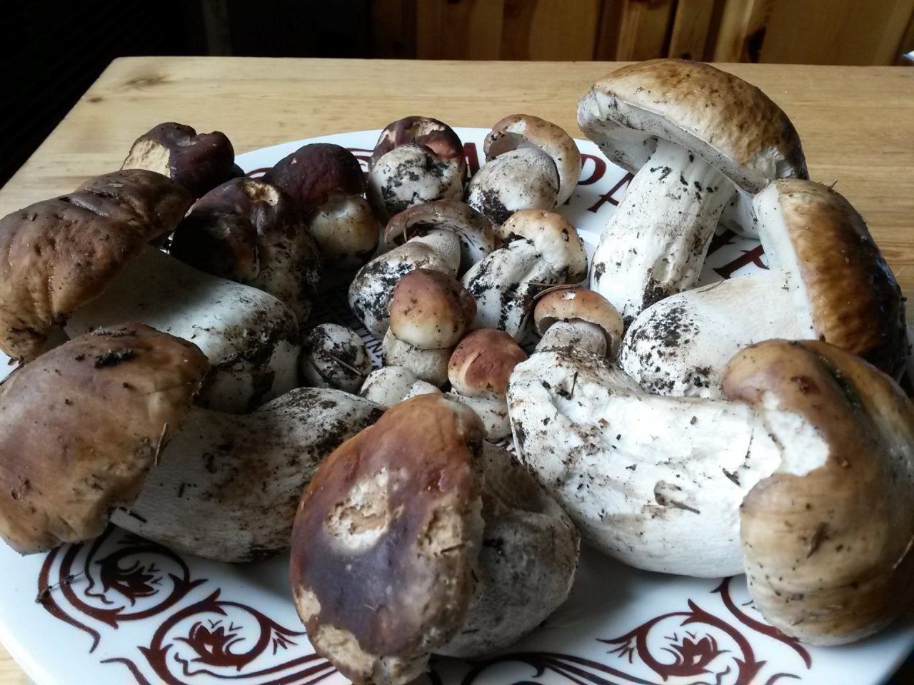 Mangiano funghi e stanno male: 12 intossicati