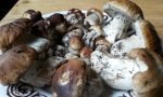 Mangiano funghi e stanno male: 12 intossicati