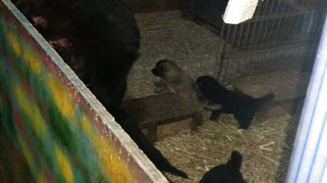 Scoppia bombola di GPL: sfiorata strage per 60 cuccioli