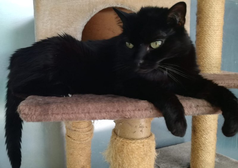 Gatti neri portano sfortuna e non vengono bene nei selfie?