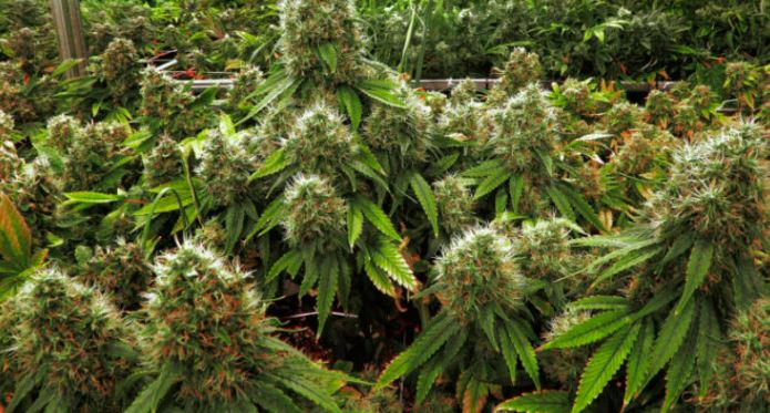 Il suo sogno va… in fumo: aveva una serra di marijuana in camera da letto, arrestato