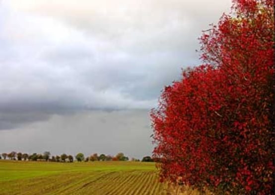 Maltempo semine in crisi per la pioggia mentre le piantine rischiano di “affogare” nei campi allagati