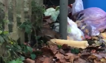 Topi in stazione ECCO IL VIDEO