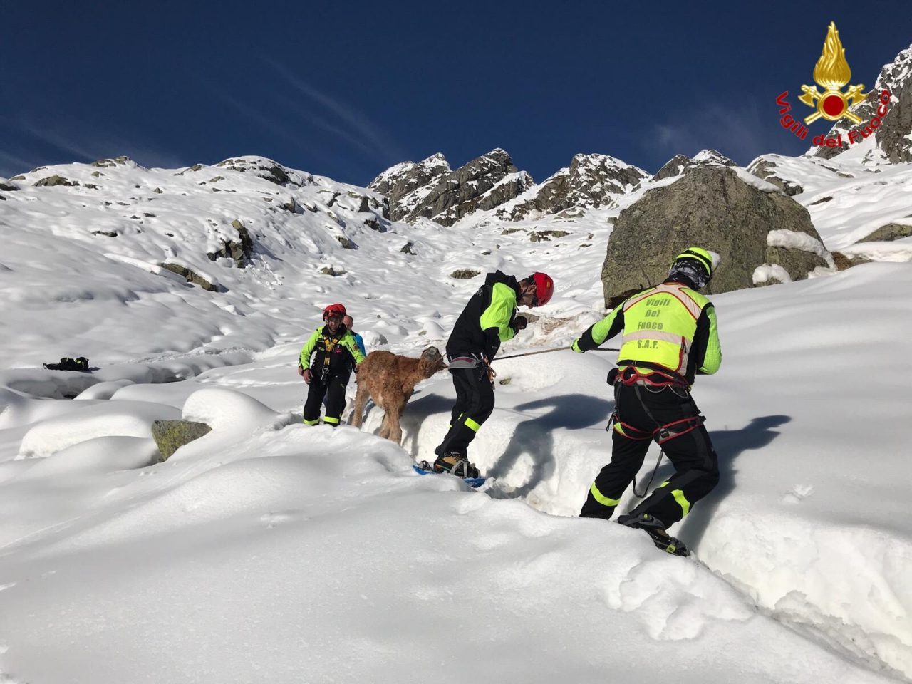 Cavalli sorpresi da una nevicata, soccorsi in elicottero FOTO e VIDEO