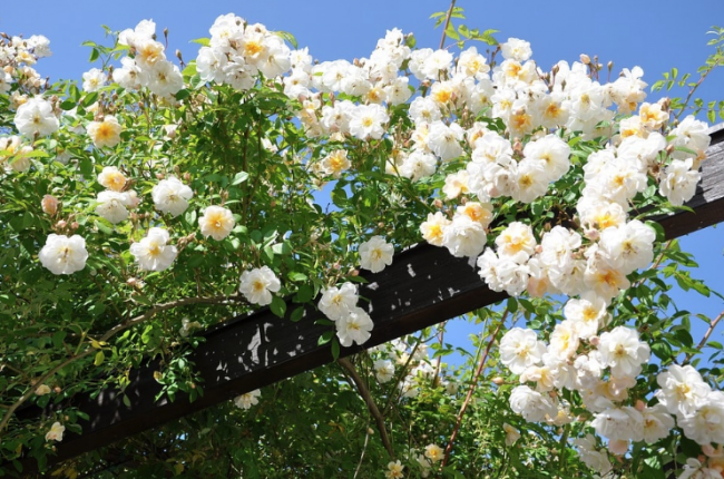 Arriva il freddo: ecco il decalogo di Coldiretti per salvare piante e fiori sul balcone