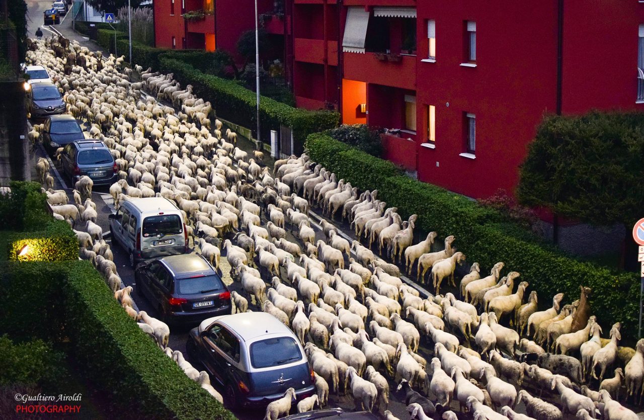 Nel Lecchese tutti pazzi per le… pecore! FOTO