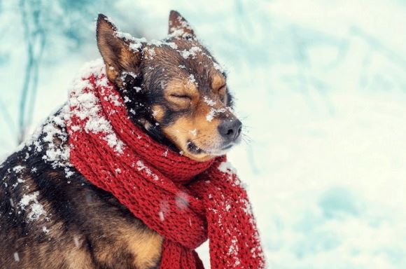 Arriva il gelo: ecco come proteggere gli animali dal freddo