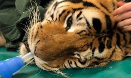 In Lombardia operata una tigre di 200 kg