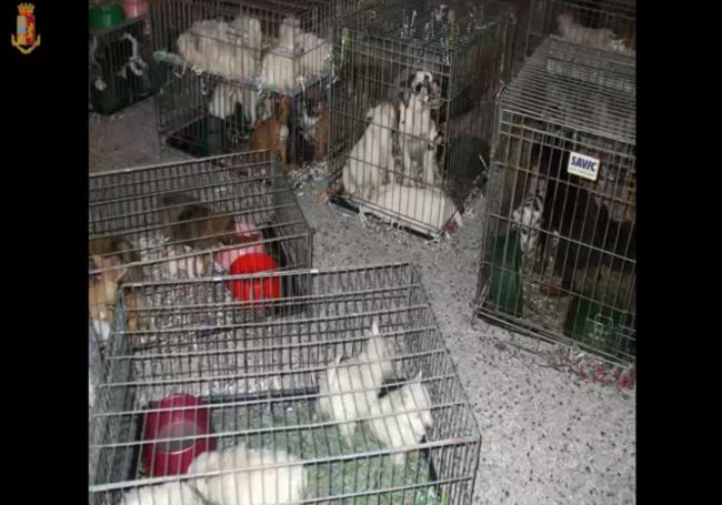 Traffico internazionale di cuccioli, sgominata una banda VIDEO