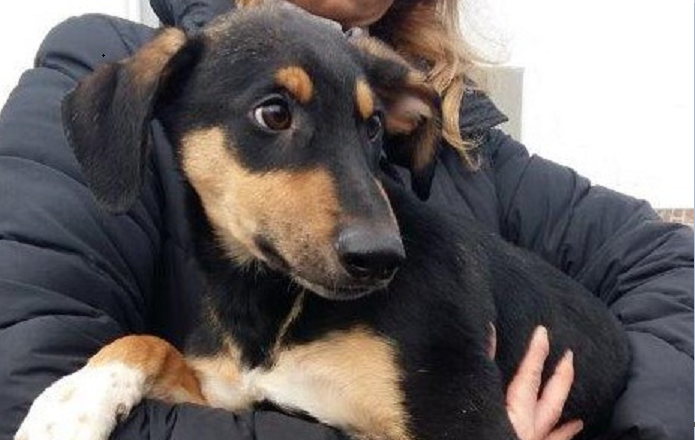 Tre dolcissimi lupetti abbandonati a Oliveto cercano casa FOTO
