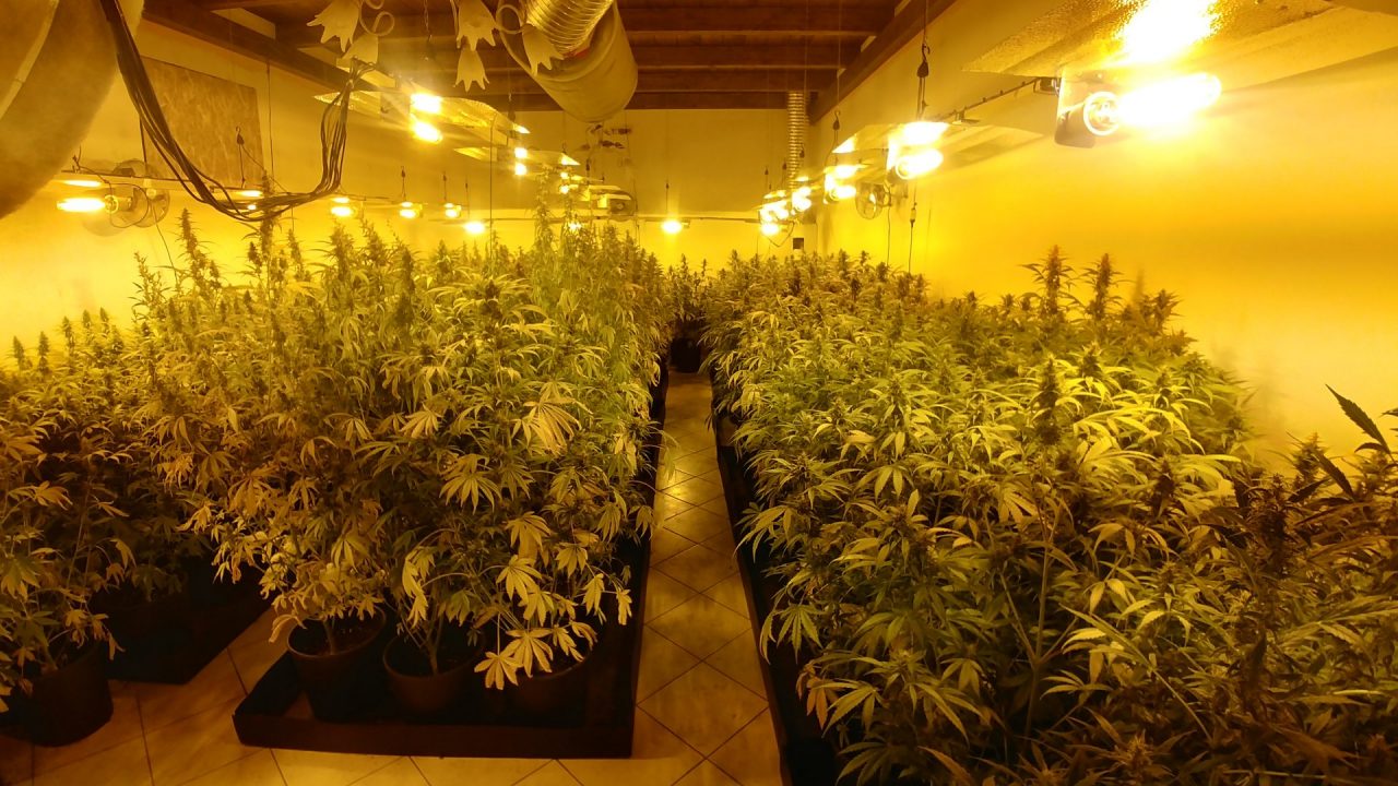 Piccola coltivazione di marijuana casalinga… solo 316 piante! VIDEO