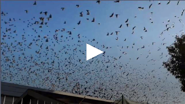 Gli Uccelli di Hitchcock? No sono i cieli della Brianza lecchese VIDEO