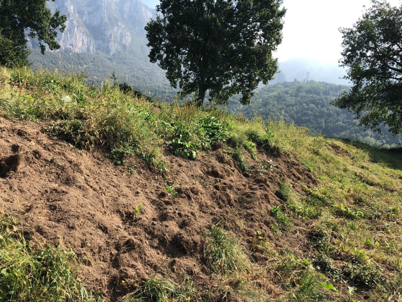 Cinghiali, danni nei campi e incidenti stradali. Coldiretti: “Sono un flagello e un pericolo”