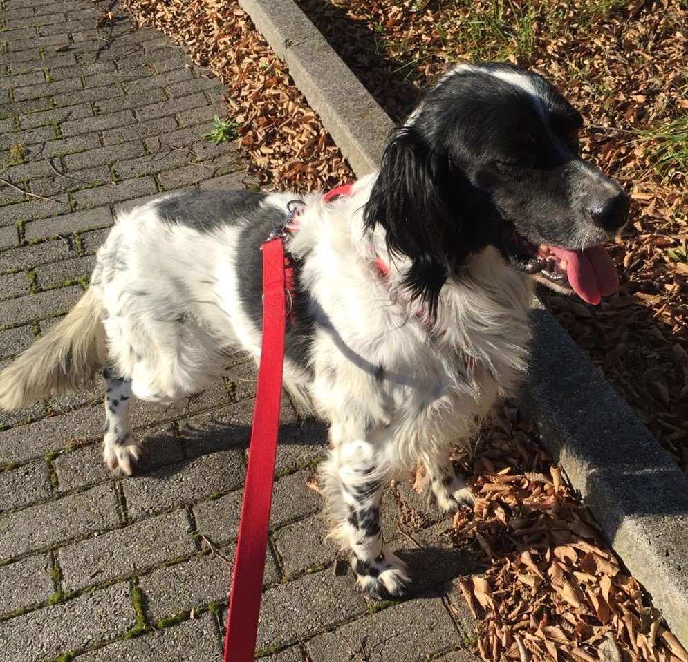 Appello: cane da caccia zoppo cerca una nuova famiglia a Lecco FOTO