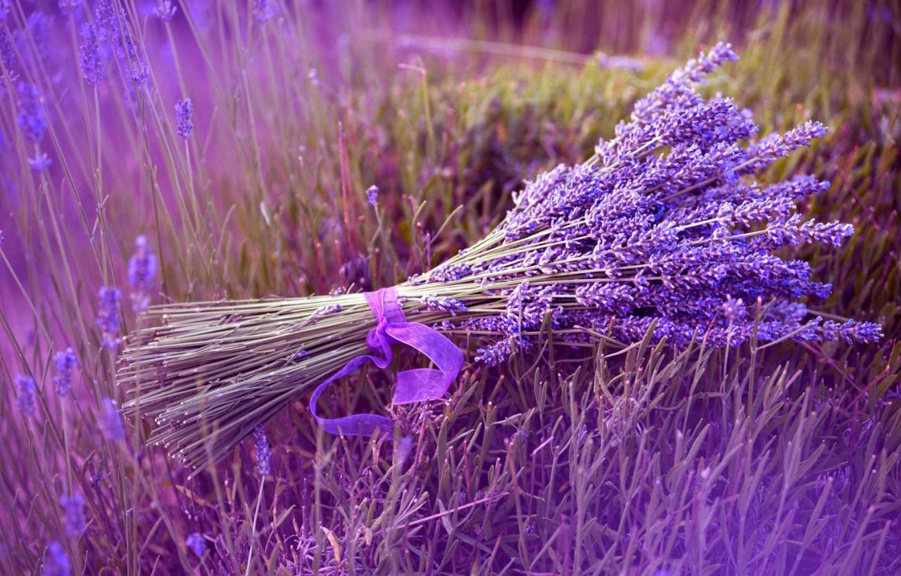 Non solo vino e l’oli de la Madona: la Brianza sfida la Provenza con la lavanda!