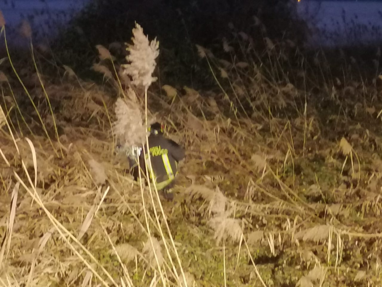 Vigili del fuoco salvano cagnolino finito nel canneto