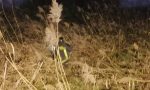 Vigili del fuoco salvano cagnolino finito nel canneto