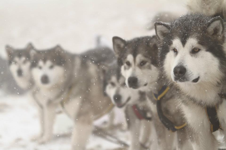 Da domani torna in Valle il Malmute Day