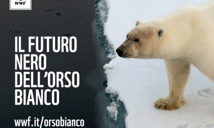 WWF Lecco contribuisce alla tutela dell’orso polare