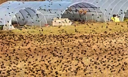 Lo spettacolare volo degli stornelli sui cieli brianzoli e lecchesi continua ad affascinare VIDEO