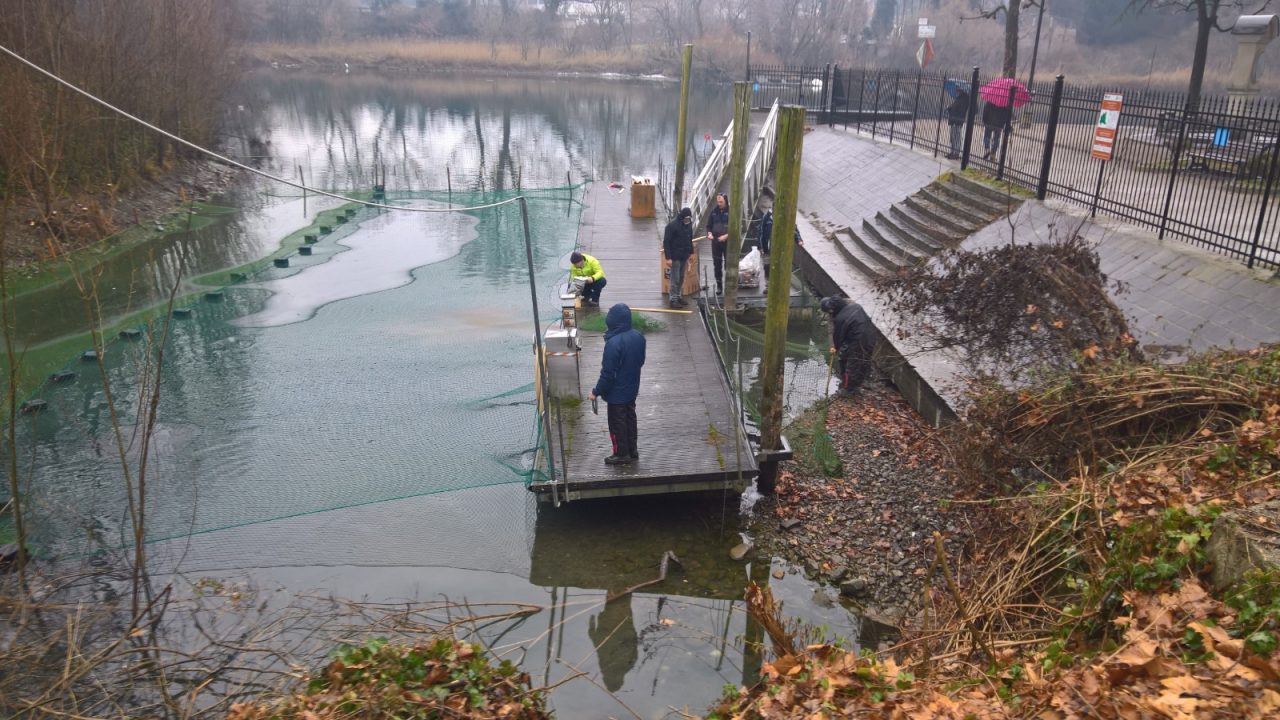 Pescatori Brivio preoccupati per i cormorani FOTO e VIDEO