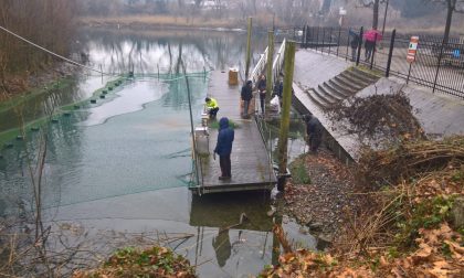 Pescatori Brivio preoccupati per i cormorani FOTO e VIDEO