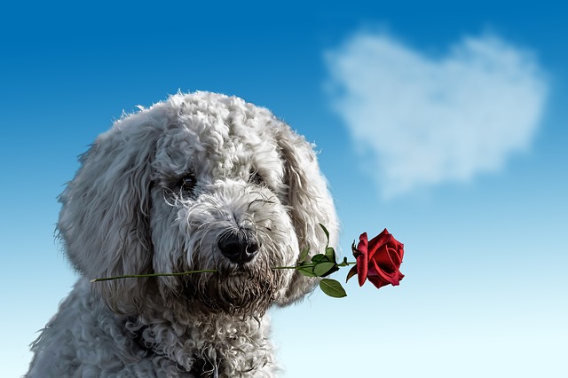 Auguri San Valentino via messaggio (e baci da film VIDEO)