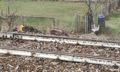 Cervo investito dal treno sulla Milano-Lecco-Tirano: ritardi e cancellazioni