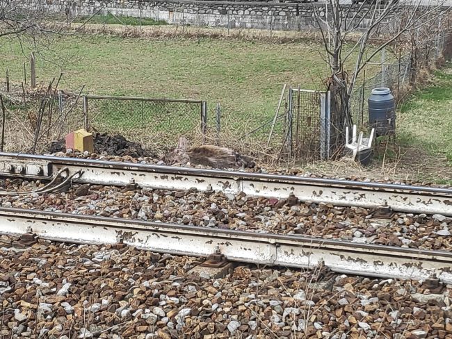 Cervo investito dal treno sulla Milano-Lecco-Tirano: ritardi e cancellazioni