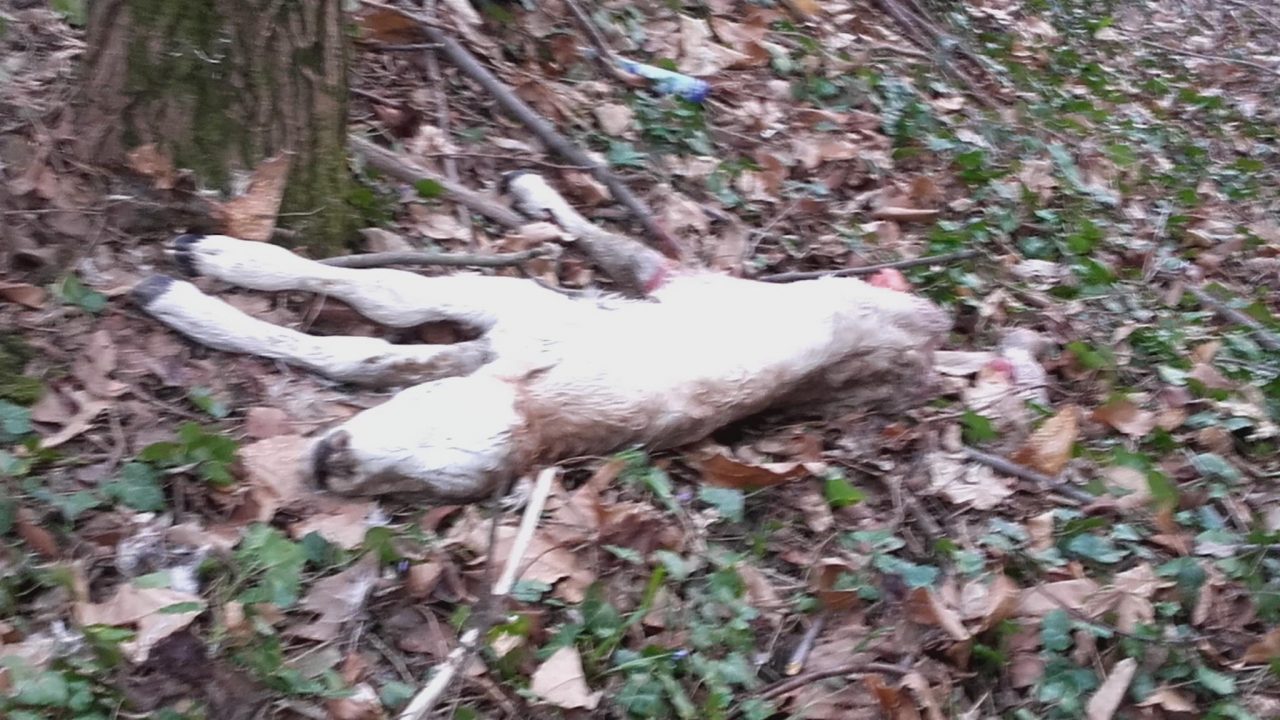 Orrore nel bosco: tra i rifiuti abbandonati anche le carcasse di vitellini FOTO