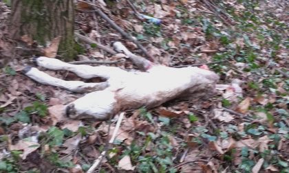 Orrore nel bosco: tra i rifiuti abbandonati anche le carcasse di vitellini FOTO