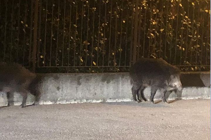 Avvistati cinghiali in paese FOTO