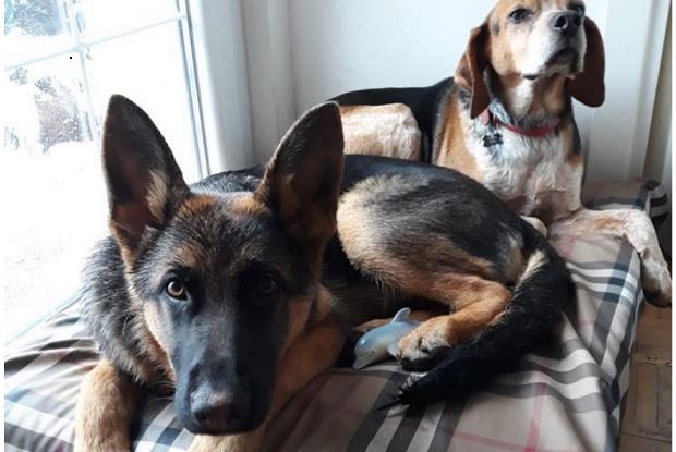 Toccante appello: “I nostri cani sono spariti, ricompensiamo chi li trova”
