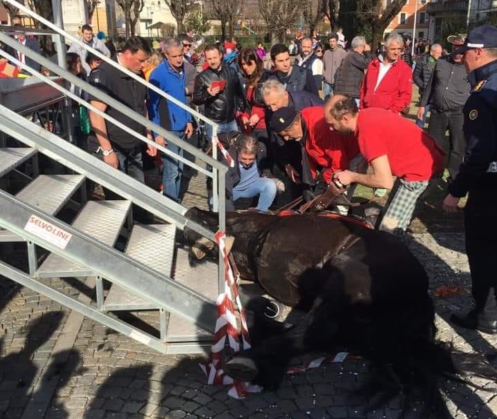 Cavallo cade durante il Carnevale e scoppia la rabbia VIDEO