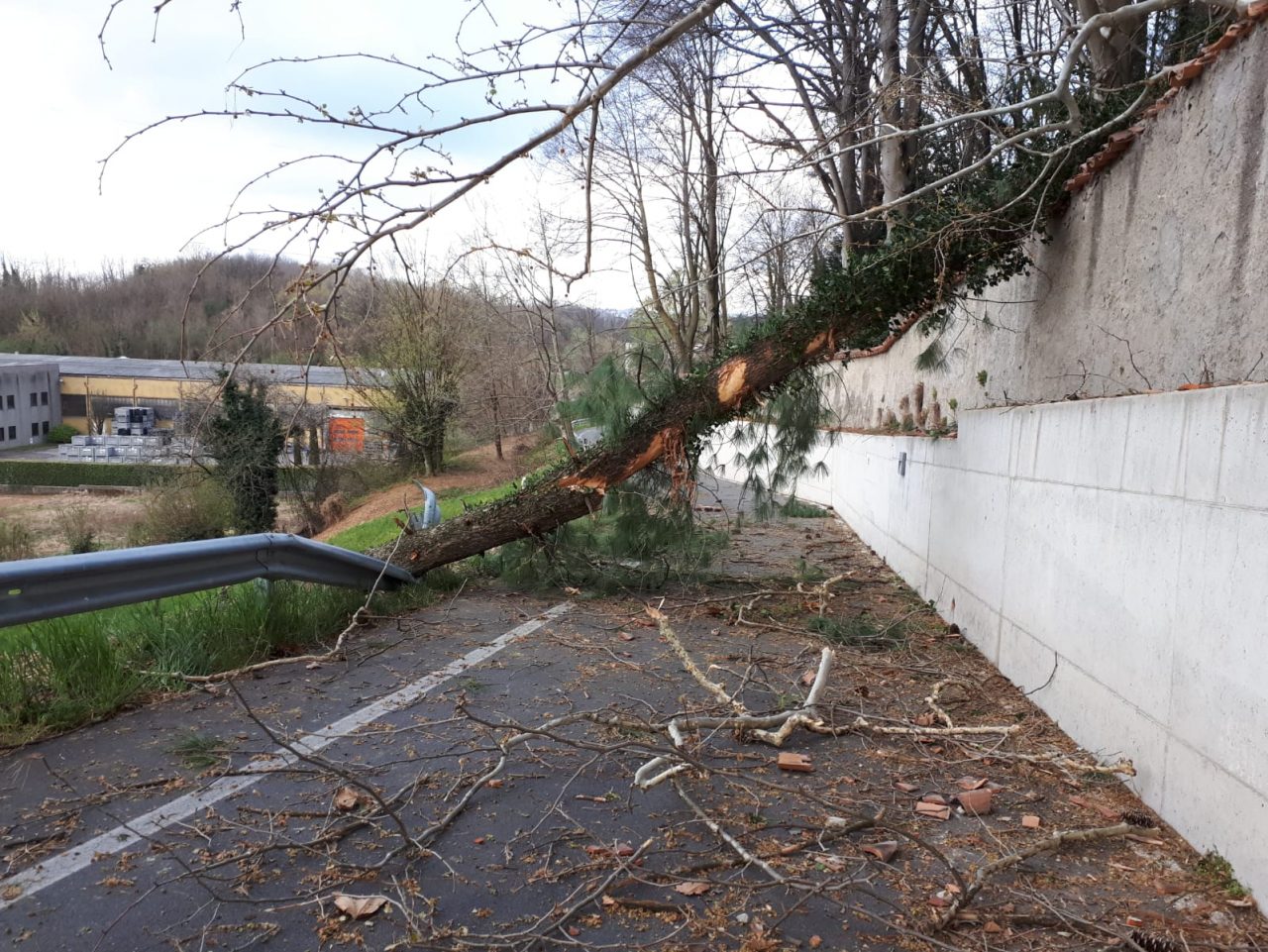 Albero caduto, riaperta via Conte Taverna FOTO