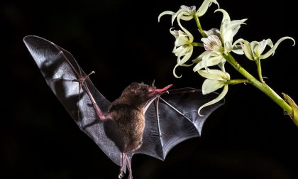 Laboratorio creativo a tema... pipistrelli